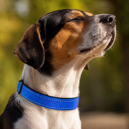 Adjustable Reflective Dog Collar